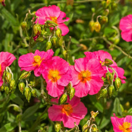 helianthemum rosea